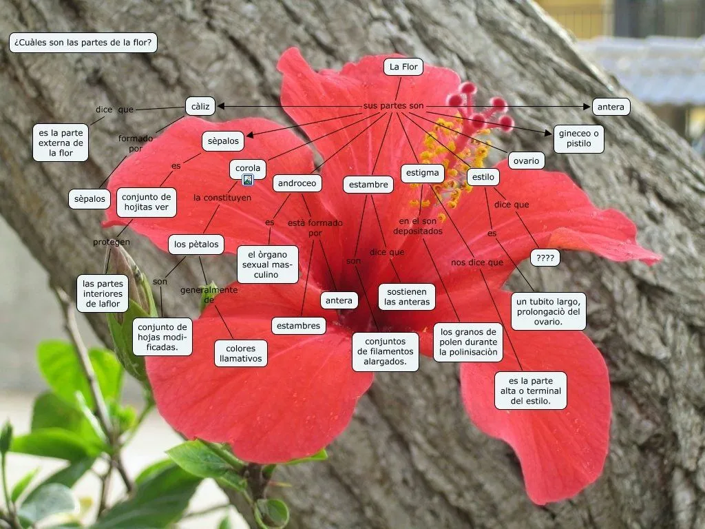 partes+de+la+flor (image)