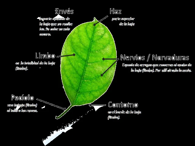 partes+de+la+hoja+1.png