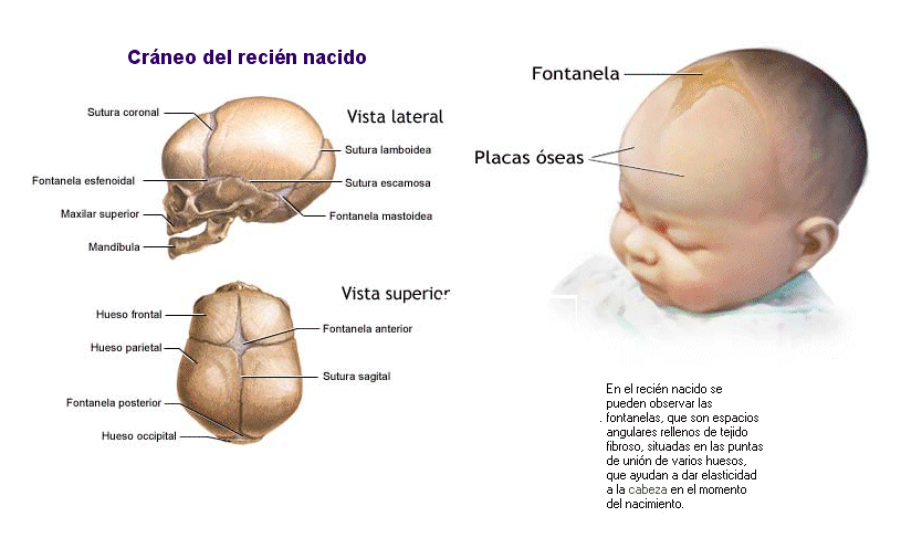 Por un parto respetado.: Pelvis estrecha y Desproporción Cefalo ... Por un parto respetado.: Pelvis estrecha y Desproporción Cefalo ...