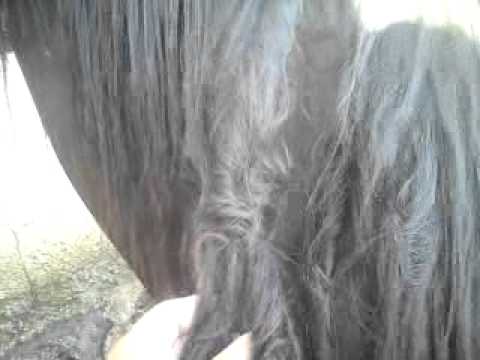 LE PASA A TUS CABALLOS? - YouTube