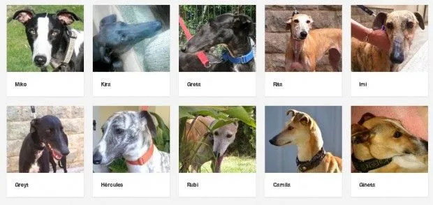 podencos | En busca de una segunda oportunidad podencos | En busca de una segunda oportunidad
