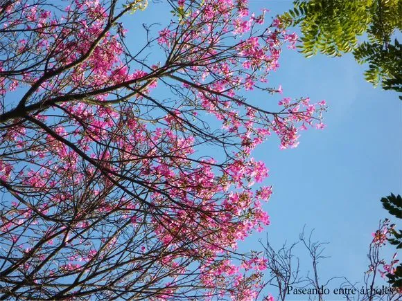 Paseando entre arboles