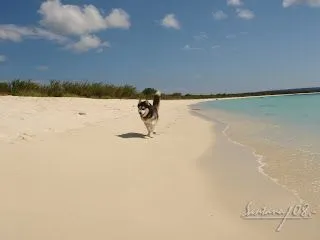 un paseo...: Lobo Marino