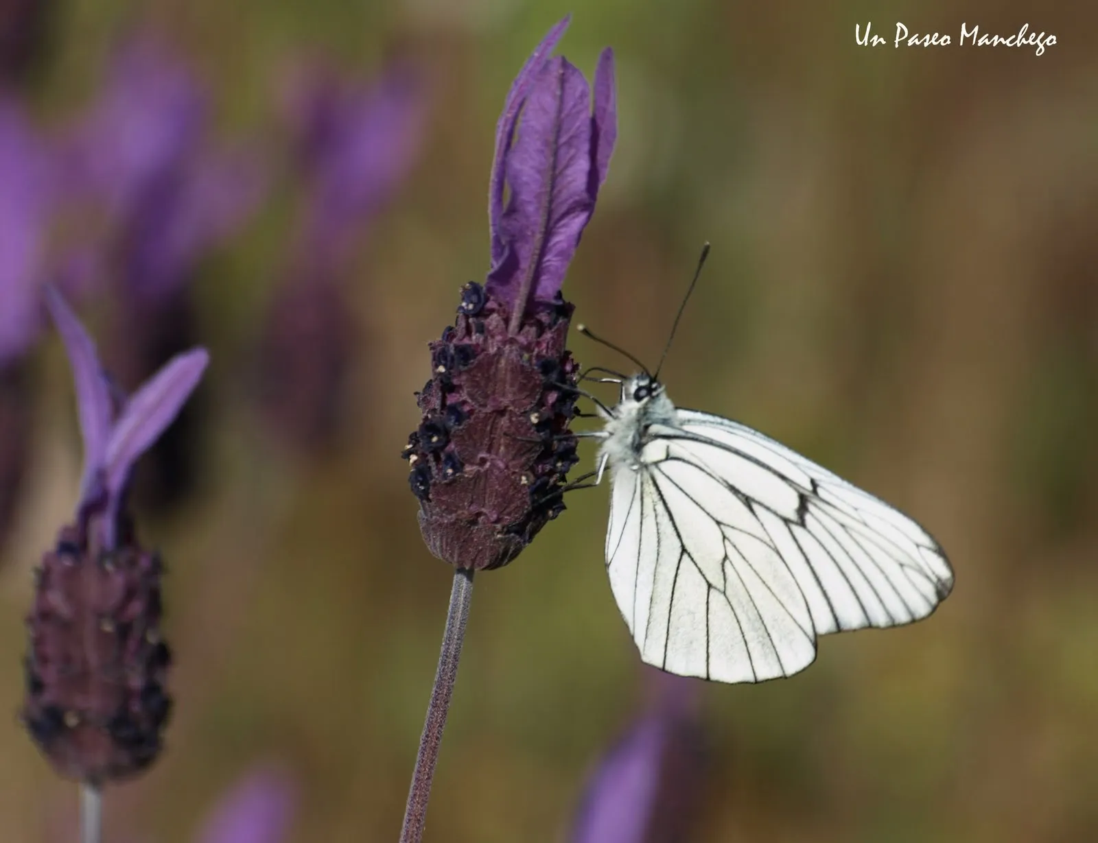 Un Paseo Manchego: Mariposa Blanca del Majuelo. Un Paseo Manchego: Mariposa Blanca del Majuelo.