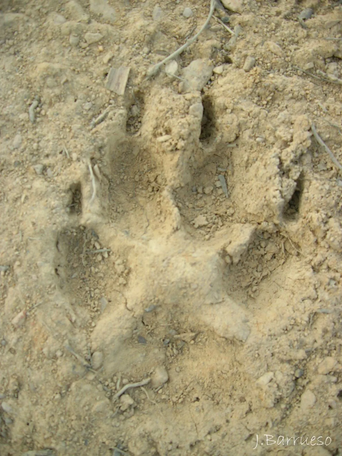 Huella de lobo en la Sierra de La Culebra.
