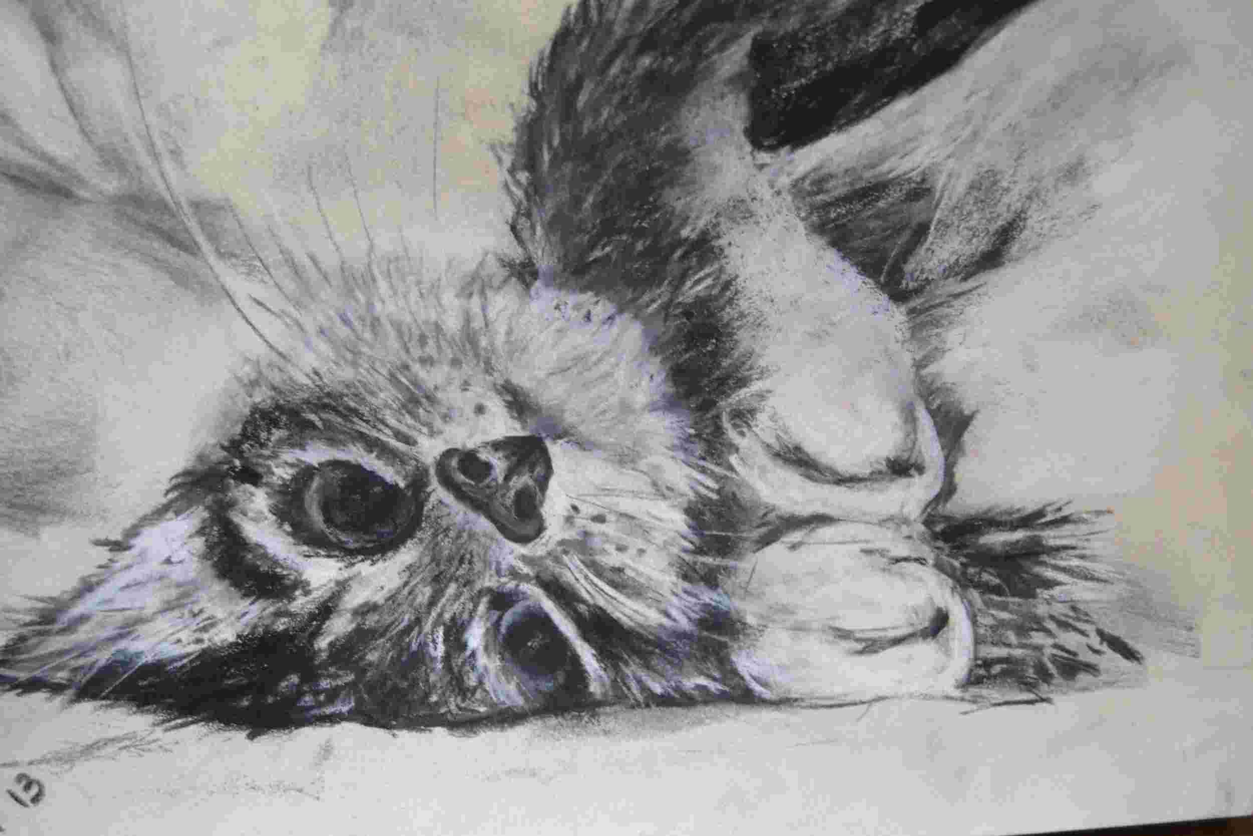 Mi otra pasión: Los animales « MARALMA: MIS PINTURAS Mi otra pasión: Los animales « MARALMA: MIS PINTURAS