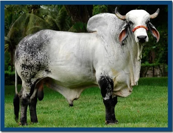 LA PASIÓN POR EL #CEBÚ: LA RAZA GYR ★★★★★ |•••►RAZA: #GYR ... LA PASIÓN POR EL #CEBÚ: LA RAZA GYR ★★★★★ |•••►RAZA: #GYR ...