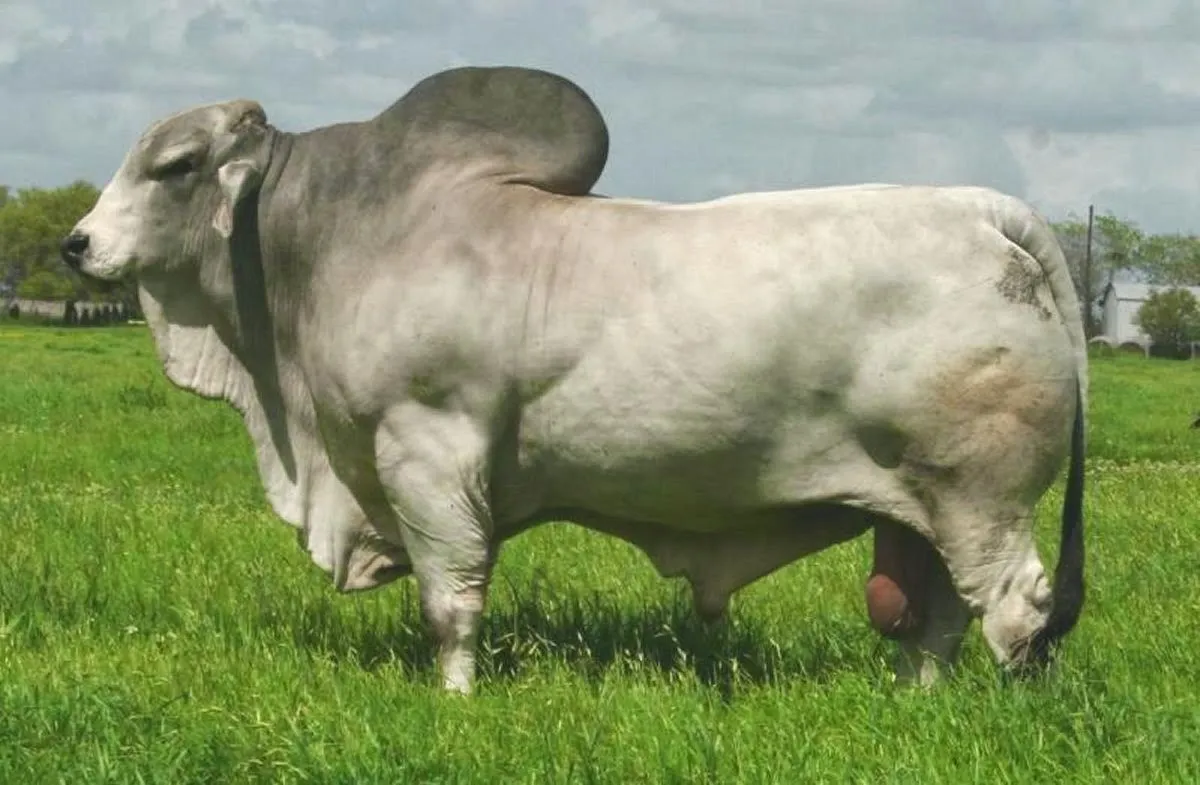 LA PASIÓN POR EL #CEBÚ: CUANTOS TOROS BRAHMAN CONOCES???HOW MANY ...
