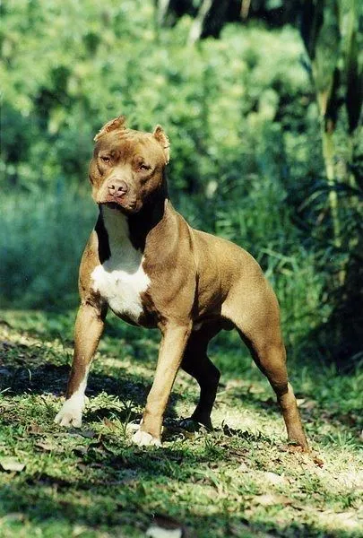 Pasión Pit Bull