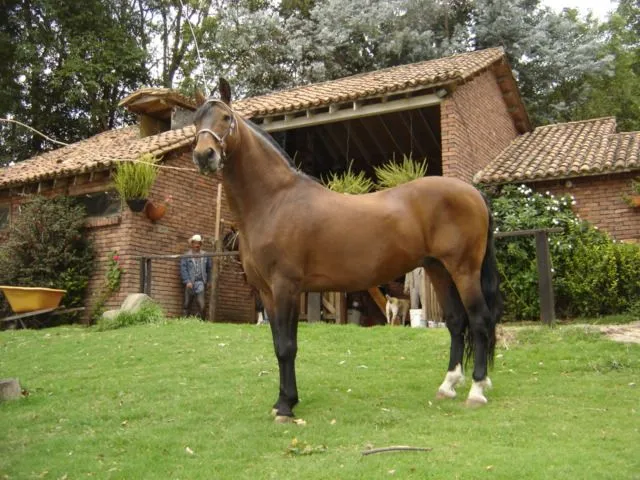 laherradura7 | el mundo relacionado con los caballos | Página 3 laherradura7 | el mundo relacionado con los caballos | Página 3
