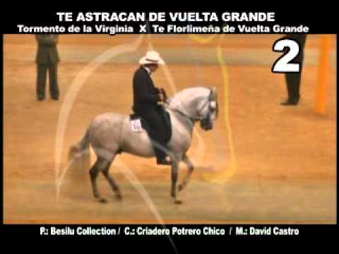 paso fino - mundial 2011Resumen Caballos - 78 a 100 meses.mov ... paso fino - mundial 2011Resumen Caballos - 78 a 100 meses.mov ...