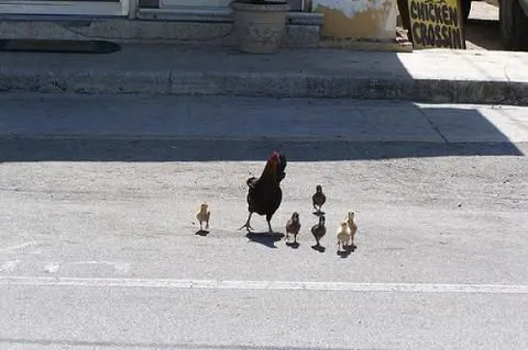 Paso de pollos