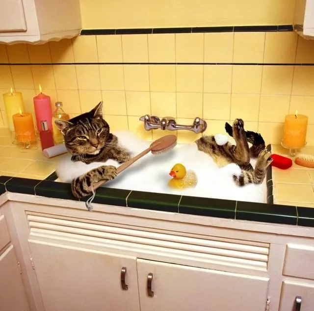 Cuatro pasos para bañar su gato sin riesgos Cuatro pasos para bañar su gato sin riesgos