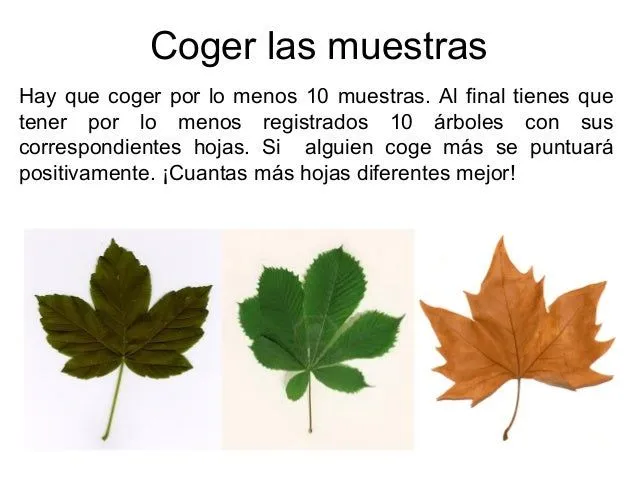 pasos-para-hacer-un-herbario- ...