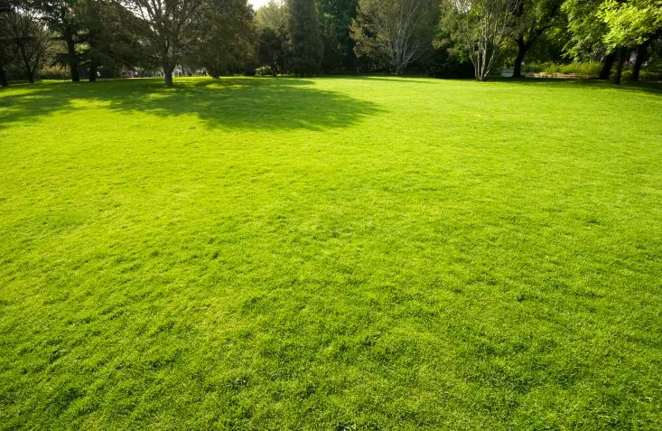 Pasto artificial, una alternativa ecológica | Onda Verde - Yahoo ... Pasto artificial, una alternativa ecológica | Onda Verde - Yahoo ...