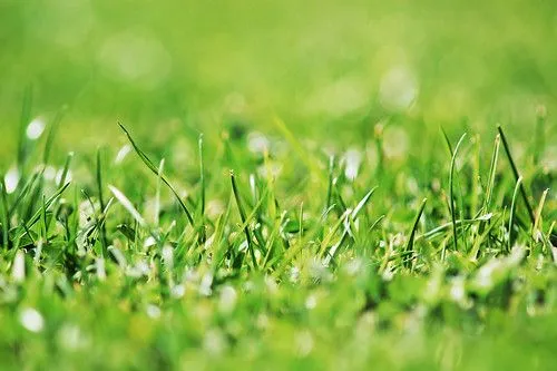 Pasto verde | Flickr - Photo Sharing!