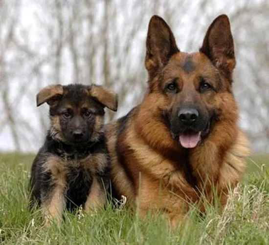 Pastor Aleman adulto y cachorro | Mundo Perro Pastor Aleman adulto y cachorro | Mundo Perro