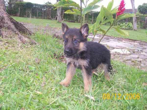 Pastor aleman cachorro 2 meses - Imagui
