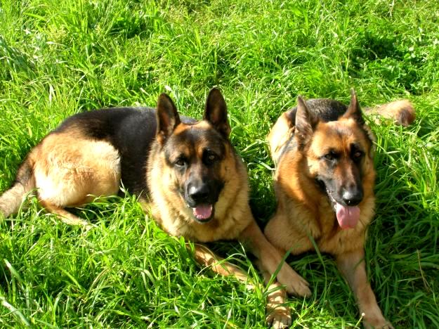 TODO SOBRE EL PASTOR ALEMÁN (GERMAN SHEPHERD, OVEJERO ALEMÁN ...