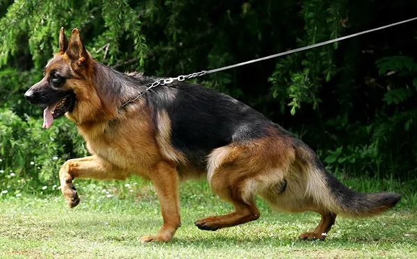 TODO SOBRE EL PASTOR ALEMÁN (GERMAN SHEPHERD, OVEJERO ALEMÁN ...