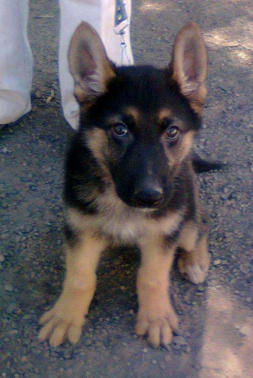 Pastor alemán hermoso cachorro en venta - México, Mexico ... Pastor alemán hermoso cachorro en venta - México, Mexico ...