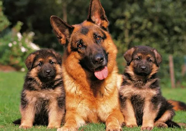 Pastor Alemán | Perros Pastor Alemán | Razas de perros Pastor Alemán | Perros Pastor Alemán | Razas de perros