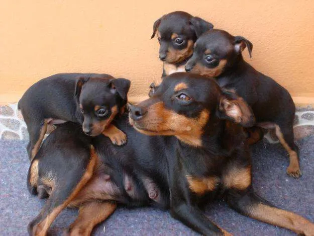 Perros recien nacidos rottweiler - Imagui