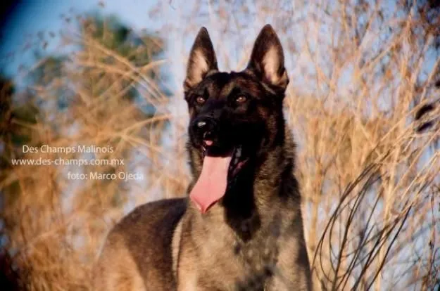 Pastor Belga Malinois | best friend | Pinterest Pastor Belga Malinois | best friend | Pinterest