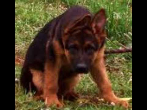 pastor belga malinois vs. pastor aleman - YouTube pastor belga malinois vs. pastor aleman - YouTube
