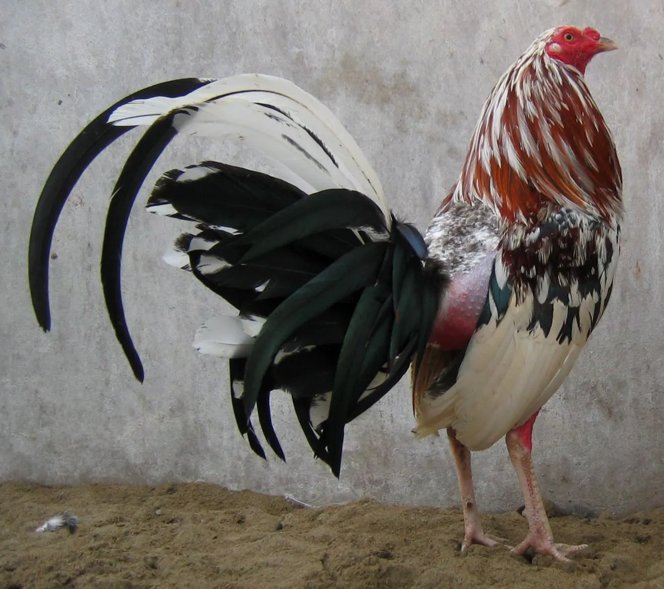 Pastor de gallos finos y ganadores - Ver Fotos de Gallos de Pelea ... Pastor de gallos finos y ganadores - Ver Fotos de Gallos de Pelea ...