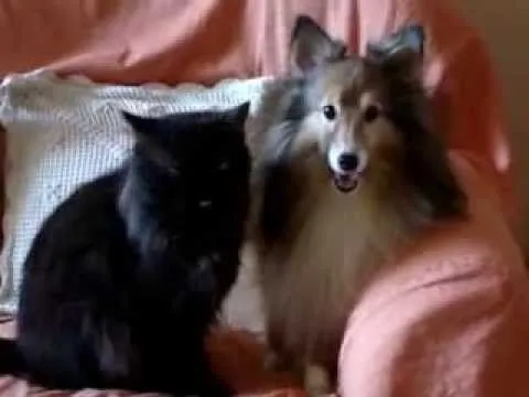 Pastor de Shetland e Gato Persa - AMIZADE ENTRE CÃO E GATO - YouTube Pastor de Shetland e Gato Persa - AMIZADE ENTRE CÃO E GATO - YouTube