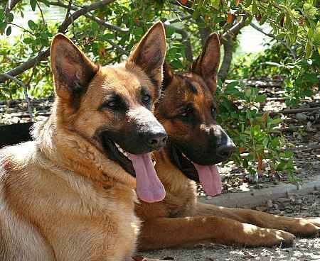 Fotos de perros pastor aleman hembra y macho - Imagui