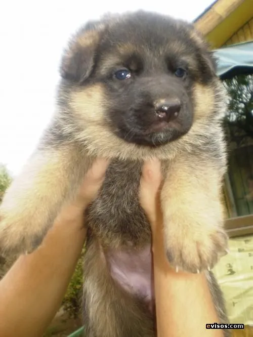 Pastores alemanes cachorros - Imagui