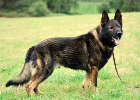Es el Pastro Aleman, el perro perfecto? La raza de las razas ... Es el Pastro Aleman, el perro perfecto? La raza de las razas ...