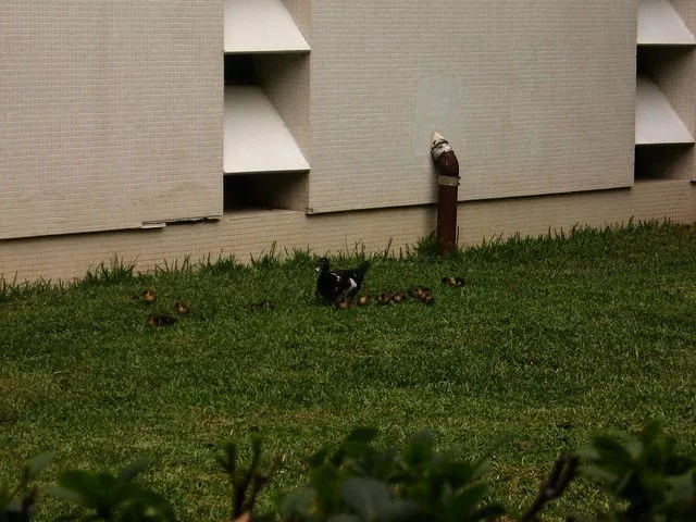 pata y patos bebes 7 | Flickr - Photo Sharing! pata y patos bebes 7 | Flickr - Photo Sharing!