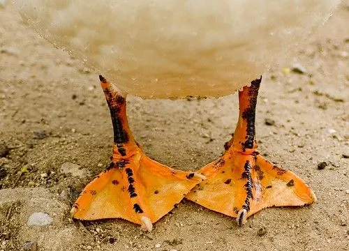 patas de pato - duck legs - a photo on Flickriver patas de pato - duck legs - a photo on Flickriver