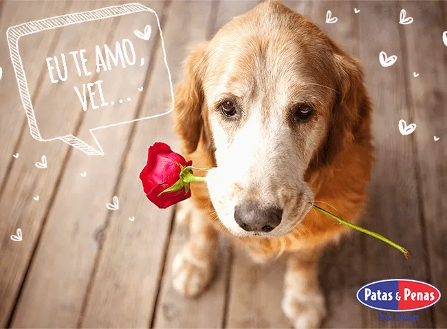 Patas e Penas Pet Shop – Tudo para seu pet! – Cachorros sentem ...