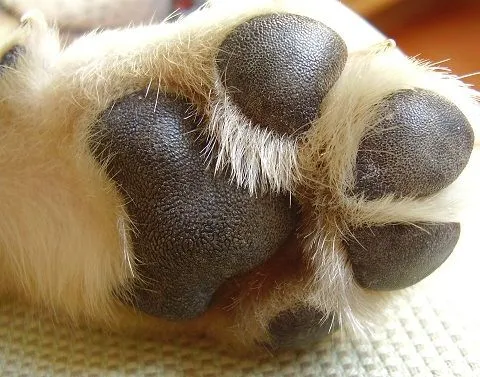 Cuidados de las patas. | Pata de Perro