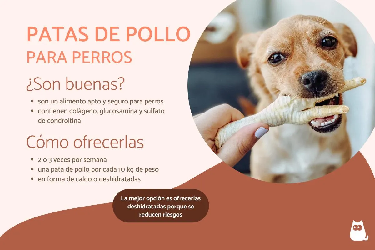 Patas de pollo para perros - Beneficios y cómo dárselas