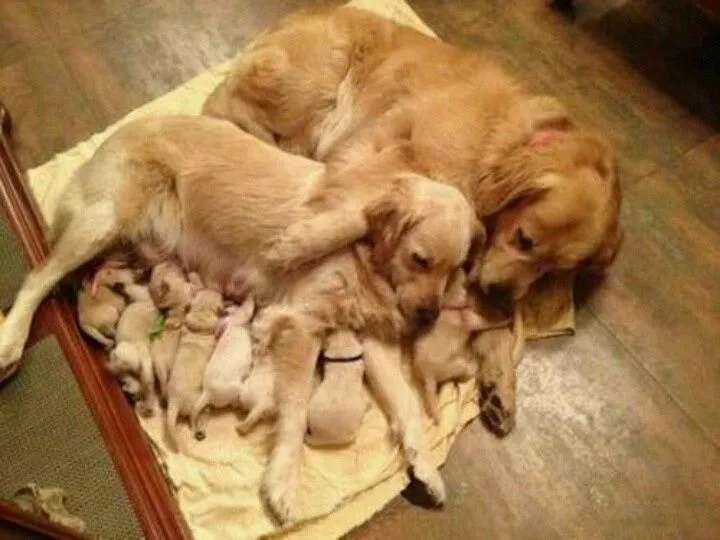 Paternidad responsablr | Animalitos lindos | Pinterest