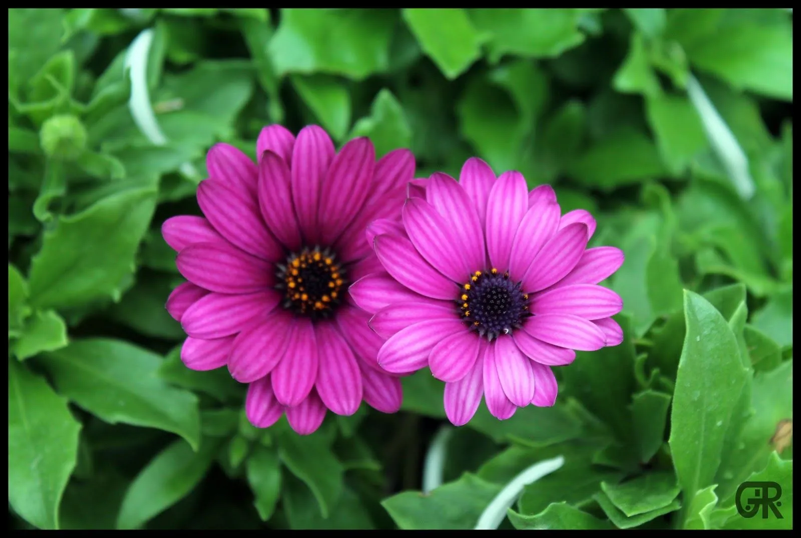 El Patio de mi casa .....: Crisantemos, la flor de Otoño. El Patio de mi casa .....: Crisantemos, la flor de Otoño.