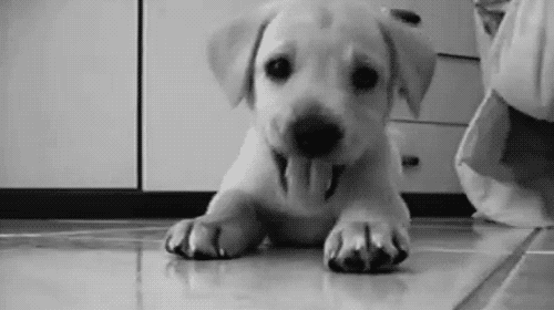patita | Tumblr