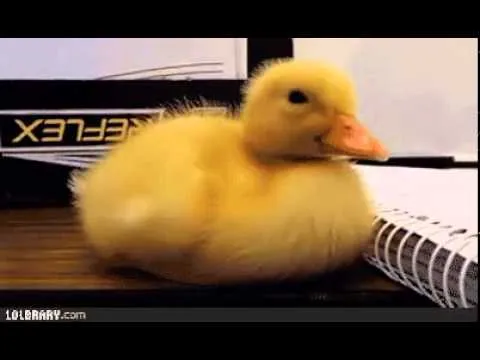 Patito tierno - YouTube