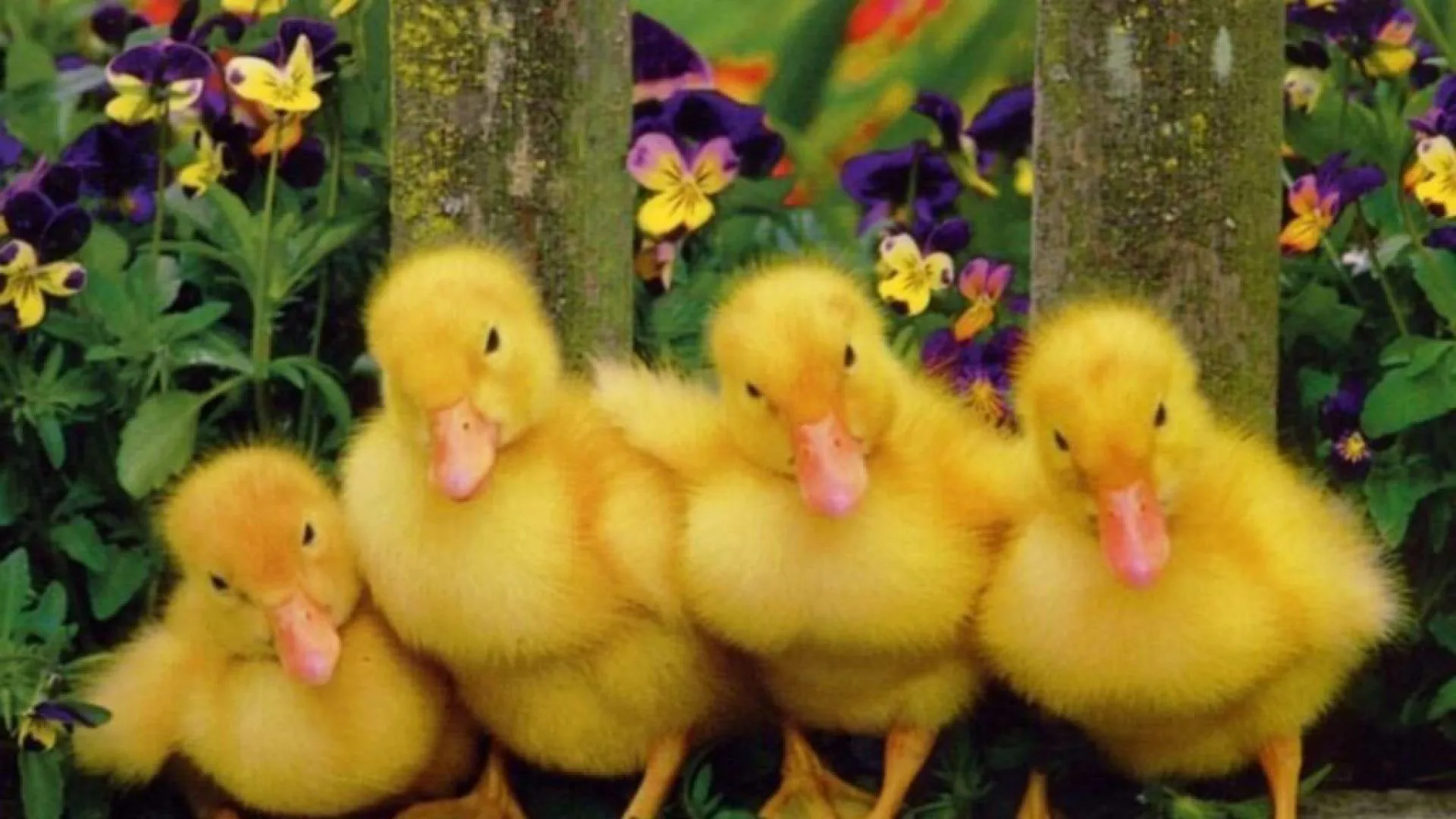 Patitos-amarillos - 1920x1080 :: Fondos de pantalla y wallpapers