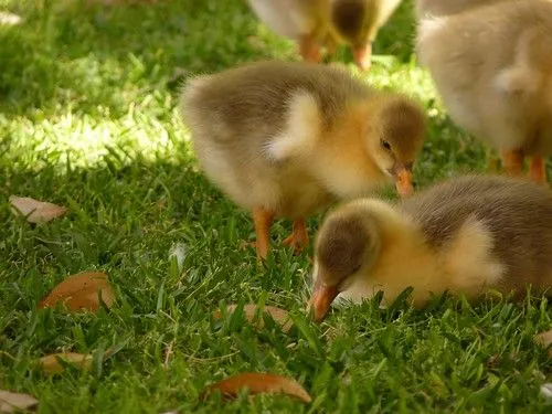 Patitos bebés - Imagui