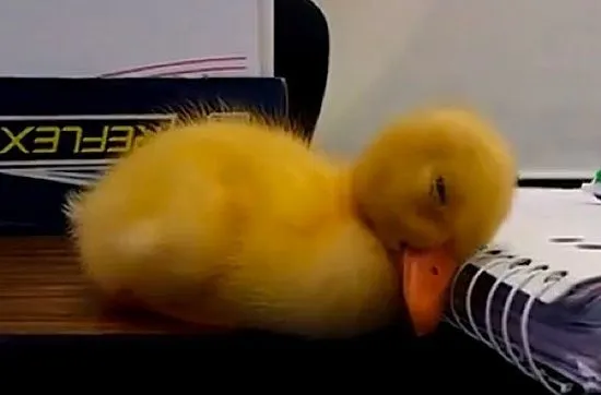 patitos bebes tiernos - Buscar con Google | animales bebes ... patitos bebes tiernos - Buscar con Google | animales bebes ...