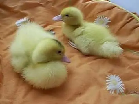 Mis patitos bebés - YouTube