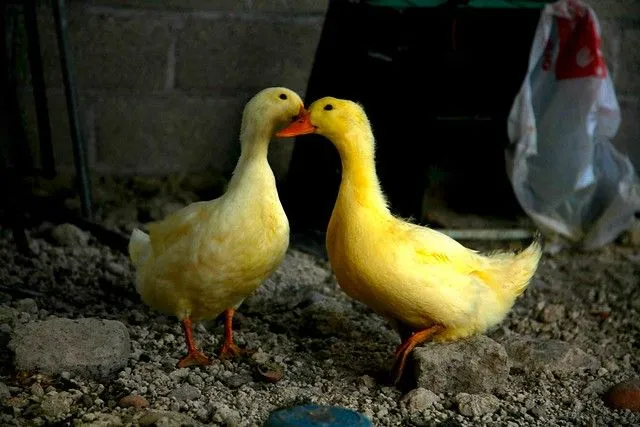 Imagenes de patitos enamorados - Imagui