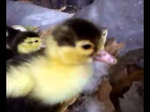 Mis patitos recién nacidos - YouTube