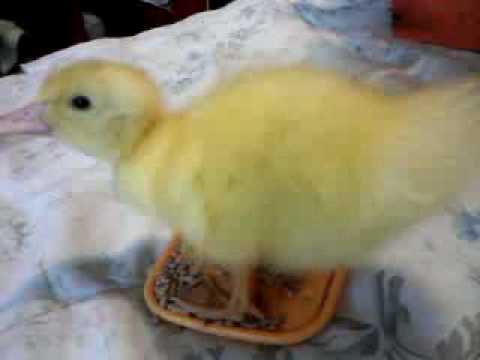 pato bebe "cuack" - YouTube